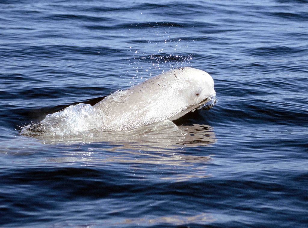 1024px Beluga 1 1999 07 03
