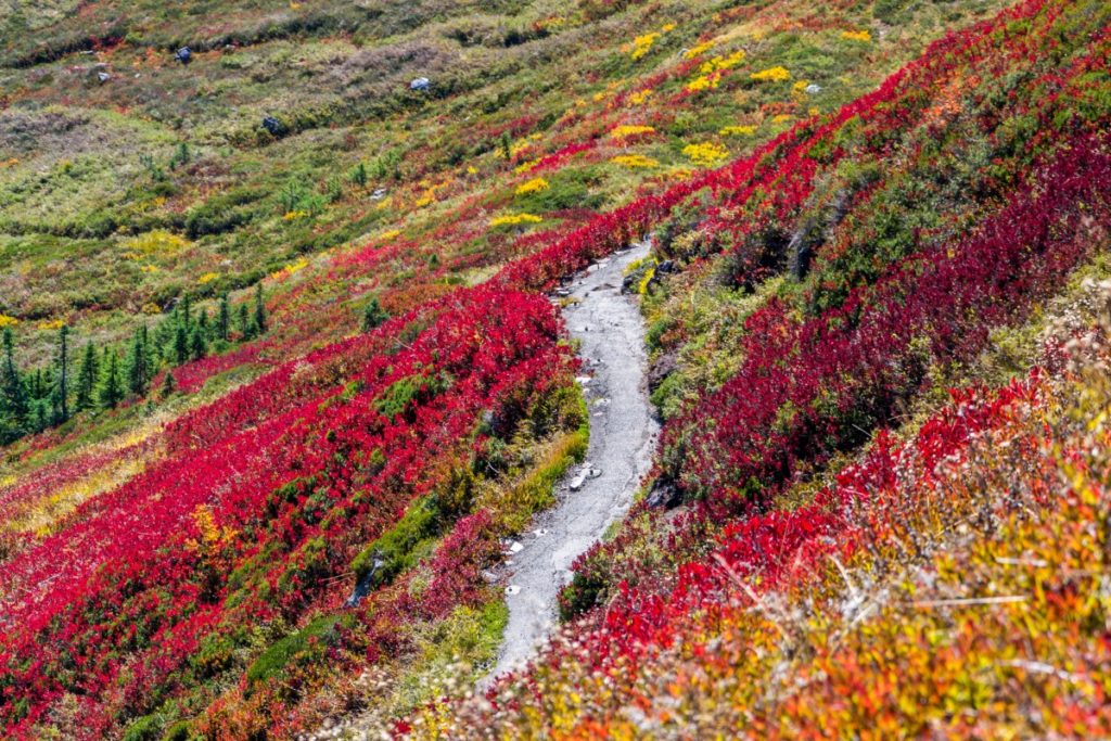 Tundra Flowers
