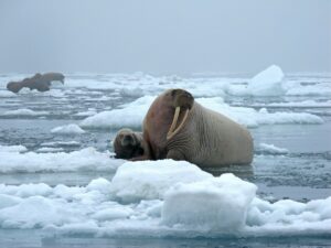 bull walrus cow ice snow cold mammal tusks blubber 678528.jpgd