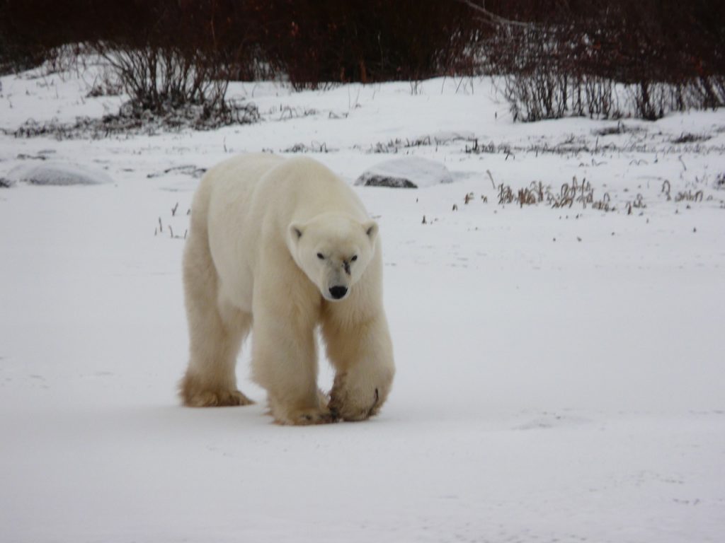 polar bear 2074882 1280