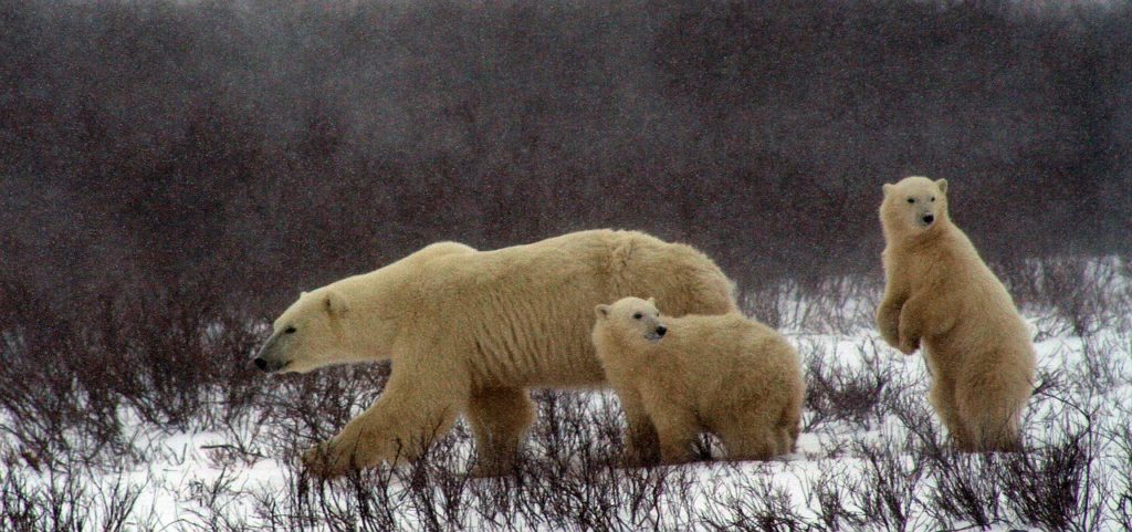 polar bear and cubs 2821902 1280