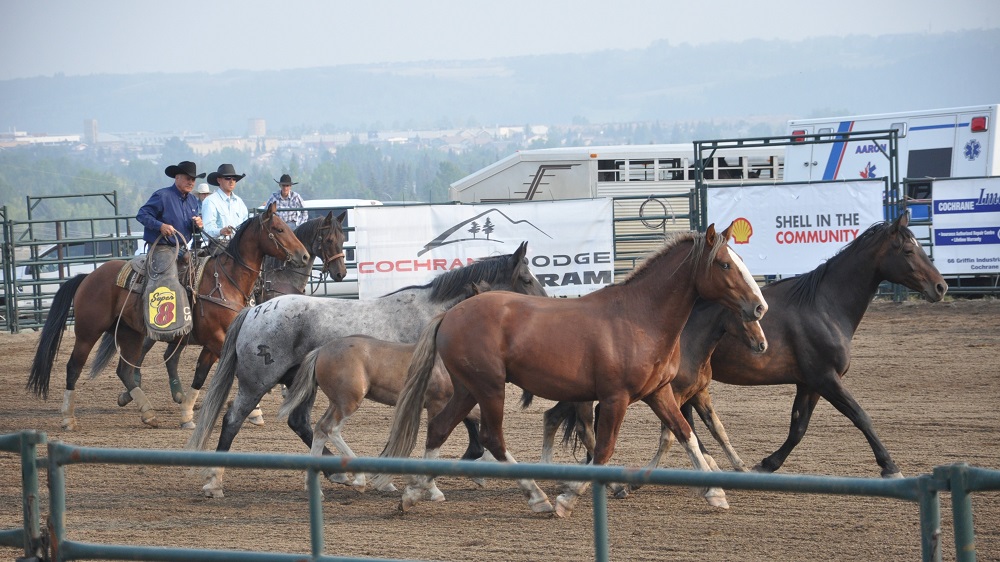 County Fair Ira 7