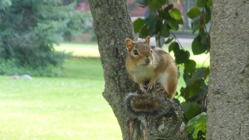 chipmunk