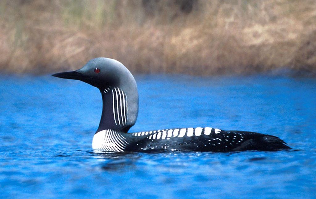 LOON Pacific Tim Bowman Wikimedia