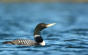LOON Yellow billed Audubon Wikimedia