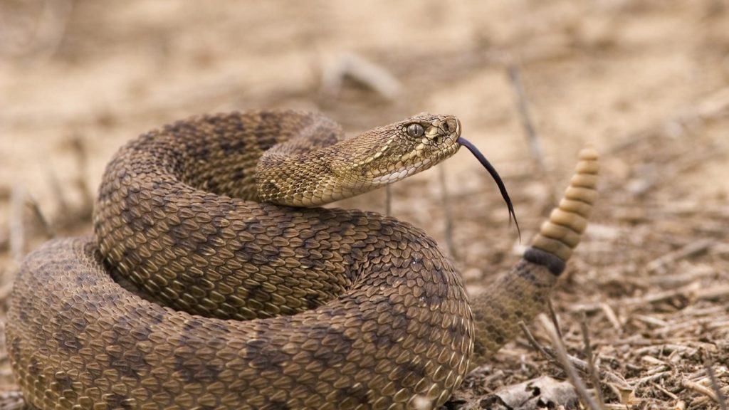 Eastern Rattlesnake