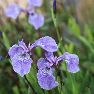 IMG 1545 Cap de Bon Desir Iris setosa var canadensis Schwertlilie