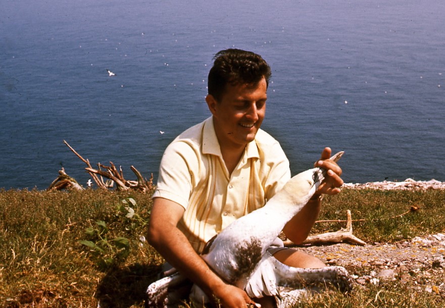 Die Tölpel von Bonaventure Island in Quebec, Kanada 5 T5