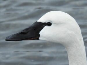 Weltwanderer aus Kanada 4 SWAN 3