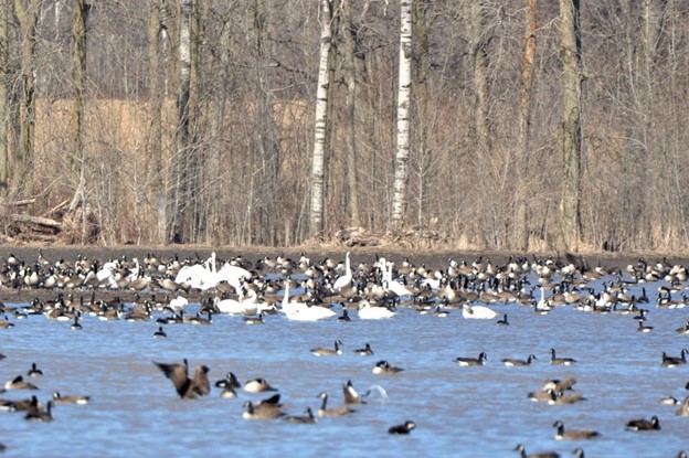 Weltwanderer aus Kanada 2 Swan 1