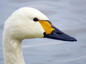Weltwanderer aus Kanada 3 Swan 4