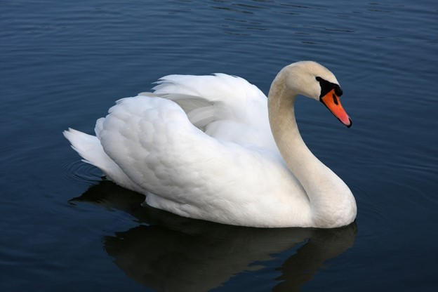 Weltwanderer aus Kanada 5 Swan 6