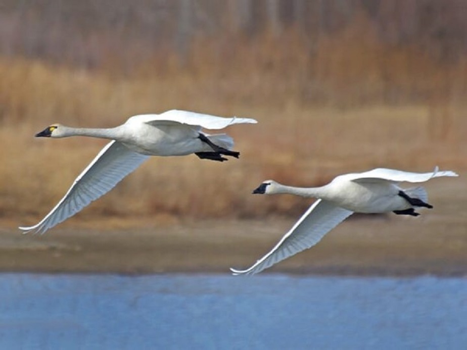 Weltwanderer aus Kanada 1 Swan Titel