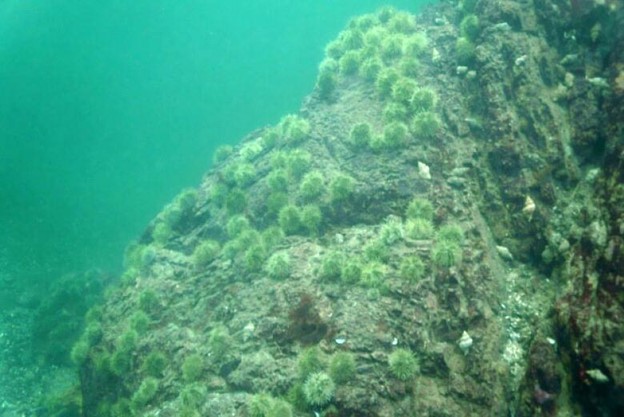 Kelp Wueste vor British Columbia