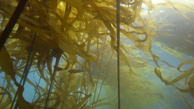 Die Seeotter in Kanada und den USA 5 Kelpwald