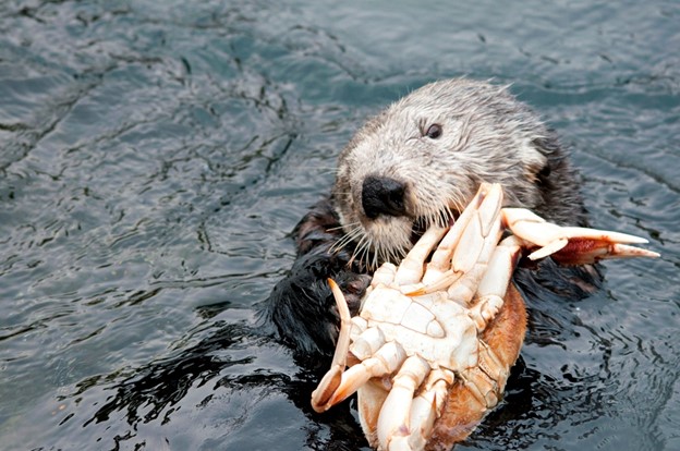 See Otter mit Krabbe