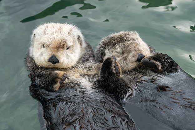 Die Seeotter in Kanada und den USA 3 Seeotter Paar