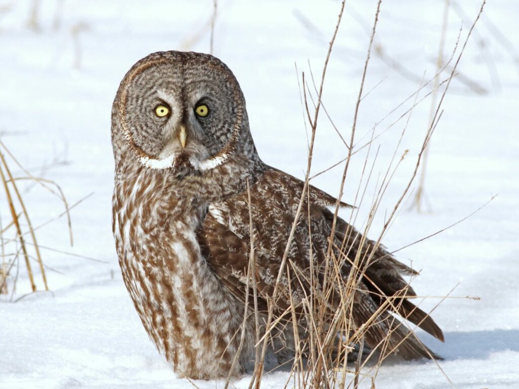 Canada Manitoba, Great Grey Owl