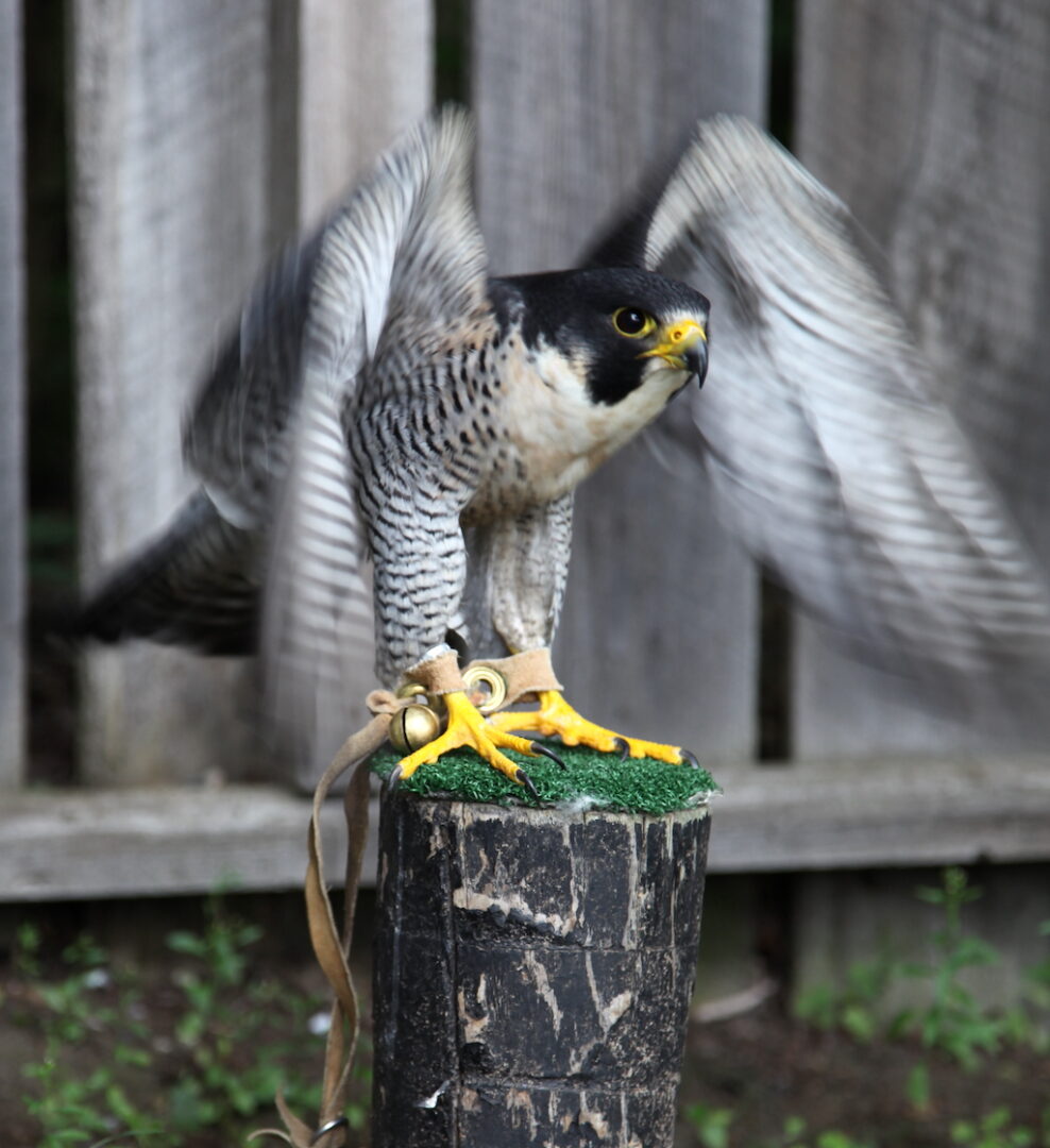 Chouette a voir Wanderfalke Flugschau Saint Hyacinthe